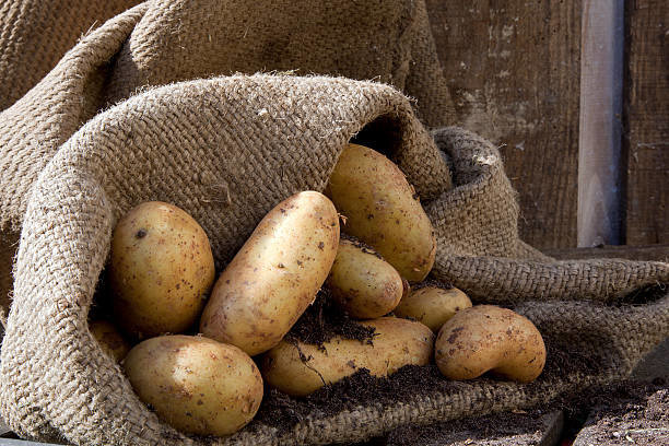 Sacking perfectly helps the potatoes stored without losses