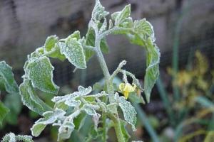 What methods can protect tomato seedlings from frost.