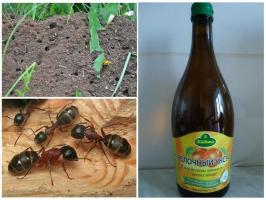 Three of the most effective ways to combat the ants