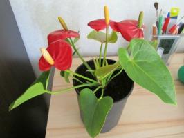 Careful, he's Capricious. How to properly water Anthurium so that the plant grows quickly?