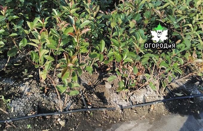 Exotic bush to Krasnodar with a drip irrigation system