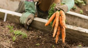 Carrots grow on Korean methods