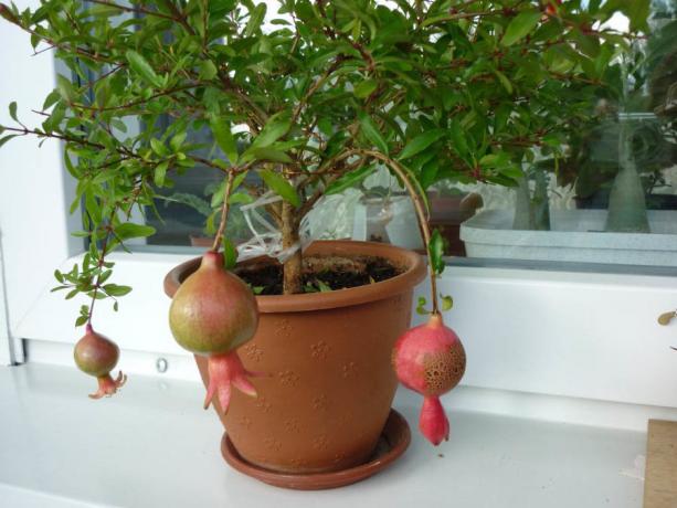 Pomegranate on a windowsill. Photo for the article are taken from the internet