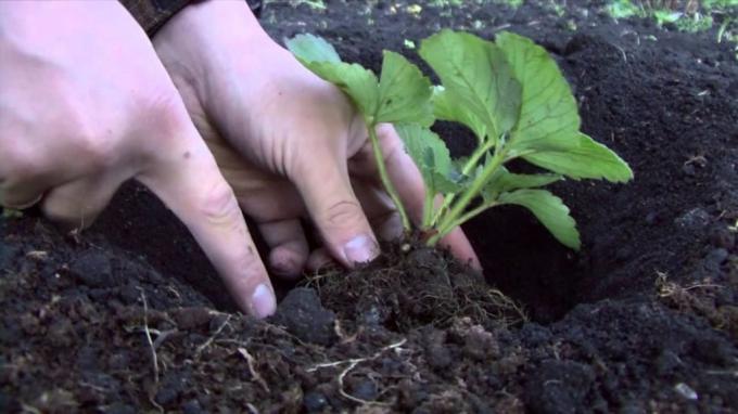 Planting young strawberry (teplica-exp.ru)