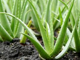 Subtleties of care aloe vera at home