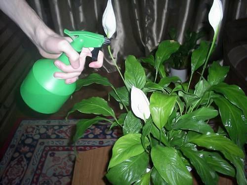 Spraying Spathiphyllum aspirin