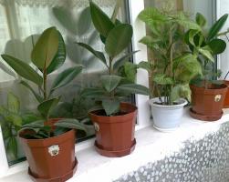 How to help Ficus survive the winter? Grow healthy plants without the hassle