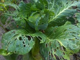 Planted cabbage? It's time to save her from a cabbage flea beetles, cabbage to get healthy