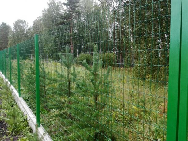 Photo 13.08.2017g. For mesh pine visible, I transplanted from the area beyond it in 2010-11. Now they are almost 3m high. This will be a separate article.