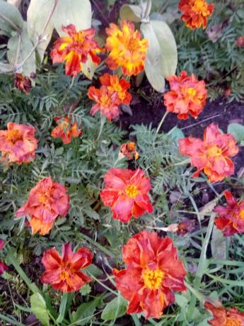 Tagetes after the first frost. 