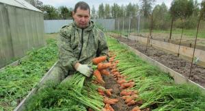 How to plant carrots for the winter for early harvest