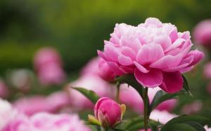 How to prolong flowering peonies. 2 tricks