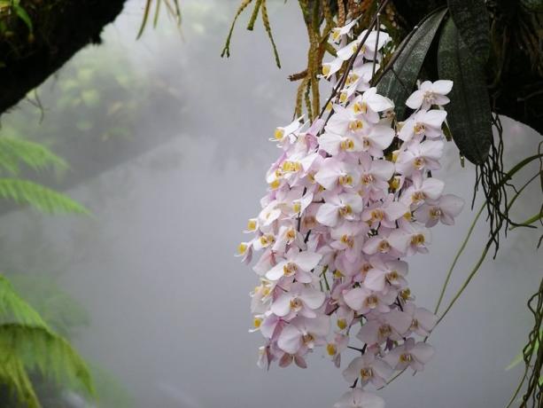 Phalaenopsis orchid in the wild. Photo for the article, I took to the Internet