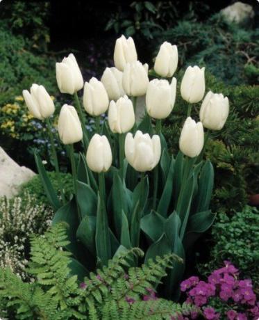 Tulips - the very charm!