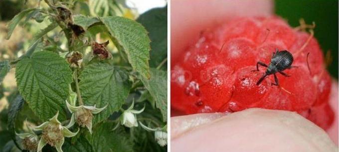 Beetle weevil and the consequences of his "work" on raspberries