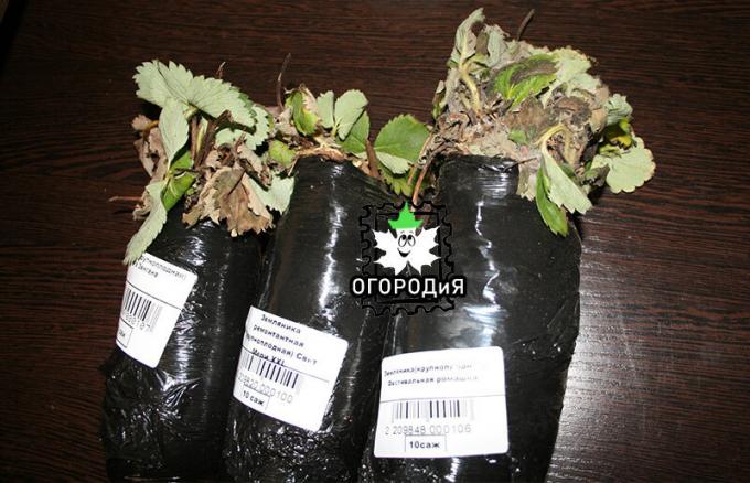 The right package thicker there 10 seedlings