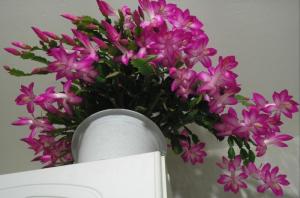 "Christmas cactus" Decembrist - how to properly watered, so that it bloomed magnificently and was healthy?