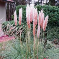Cortaderia - ornamental grass, pampas grass landscaping