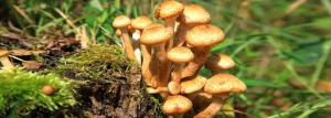 How to plant mushrooms on your site