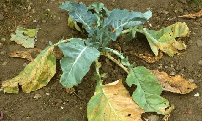 Kila can affect even the seedlings of cabbage - carefully inspect plants since landing on the flower bed. Photo: eda-land.ru