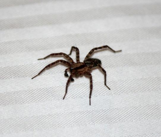 Signs of spiders in the apartment | ZikZak