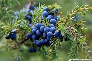 Why do so many doctors and scientists recommend planting juniper near the house