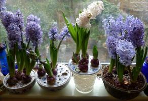 Forcing hyacinths at home