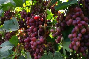 How to accelerate the ripening of the grapes.