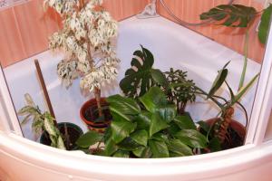 How to wash your indoor plants the leaves of dust, to gleaming?