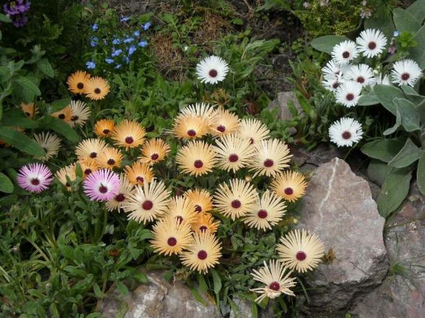 Doreantusa color of flowers is pink, white, yellow, two-color and monochrome, bright and muted. Photo: sornyakov.net