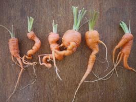 Why carrot does not grow well? And how to deal with the problem