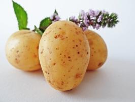 7 super early and delicious potato varieties