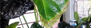 Why anthurium leaves (Male happiness) blacken and how to solve the problem