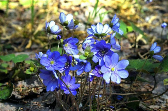 Hepatica can be found in the forest on the edges and in the copses. Photo: personal archive