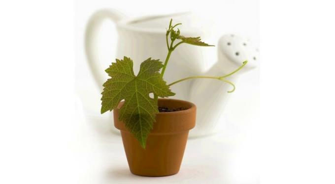 It looks like a healthy seedling grapes. Photo for the article are taken from the Internet