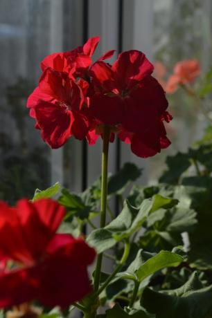 Red geraniums always have my cottage! Personal photo.