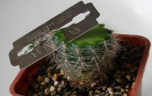 Proper pruning of cactus: some important tips