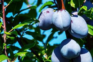 Planting stone fruit (plums) in October. Step-by-step instruction