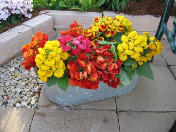 Height Calceolaria - only 20-40 cm.