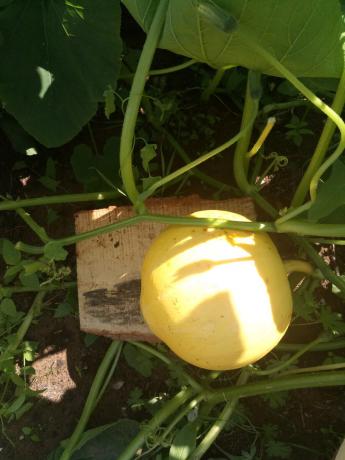 Better put boards under the pumpkins.