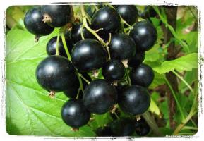 Cropped black currant "Michurinsk" way