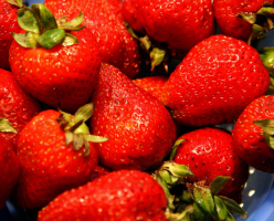 Strawberry. 10 best varieties