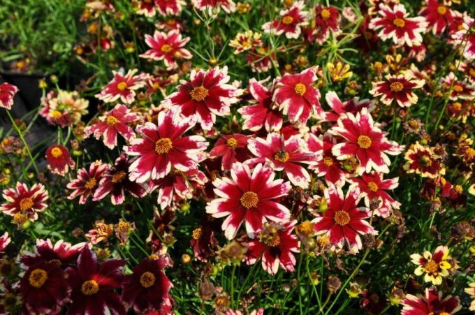 Grade coreopsis "Ruby frost"
