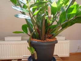 Favorable conditions for the cultivation of Zamioculcas