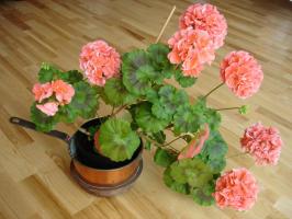 Autumn: Have time to cut the geraniums