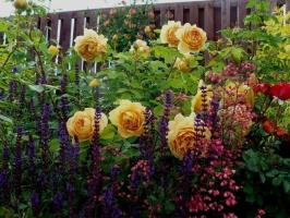 What plants will look good with roses (from annuals to shrubs). 11 examples
