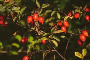As I use rosehip berries in winter, the beneficial properties of fruit