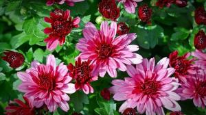 Information about chrysanthemum, which will be useful to you