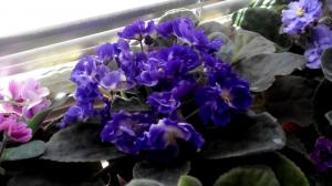 How to care for Saintpaulia (violet), so that it bloomed magnificently