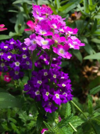 To prolong flowering verbena, need to remove the flowers as soon as they began to wither. Soon there will be new!